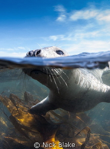 A Grey Seal photographed in the Farne Islands, Northumber... by Nick Blake 